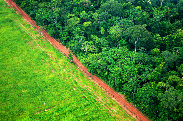 Implementação do Código Florestal em imóveis rurais será agilizada por plano nacional