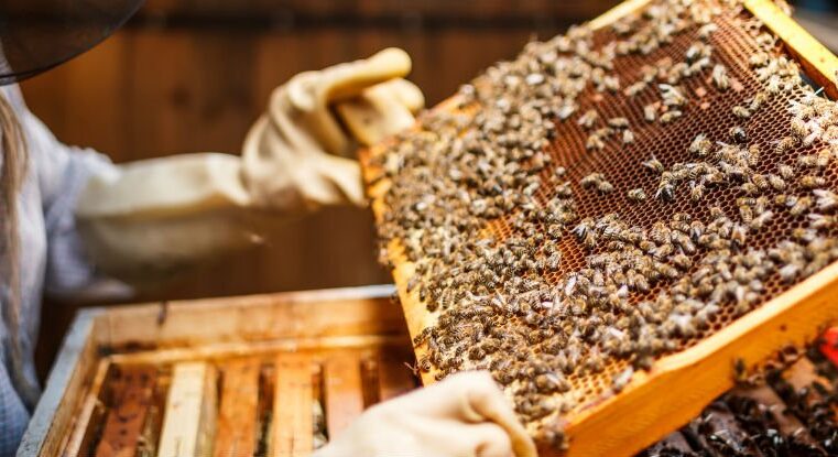 Serviço de Assistência Técnica e Extensão Rural melhora a apicultura em Januária