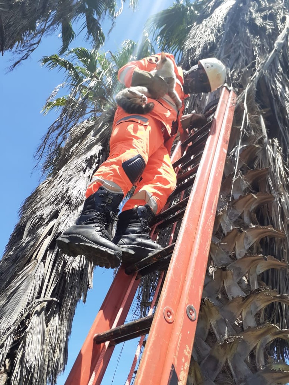 Bombeiros resgatam gato de árvore de oito metros