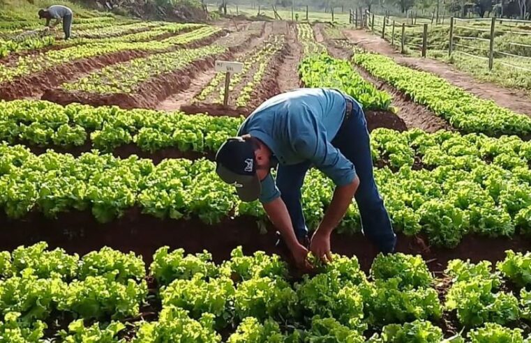 BNB aplica R$ 20 bi na agricultura familiar em 15 anos de atuação