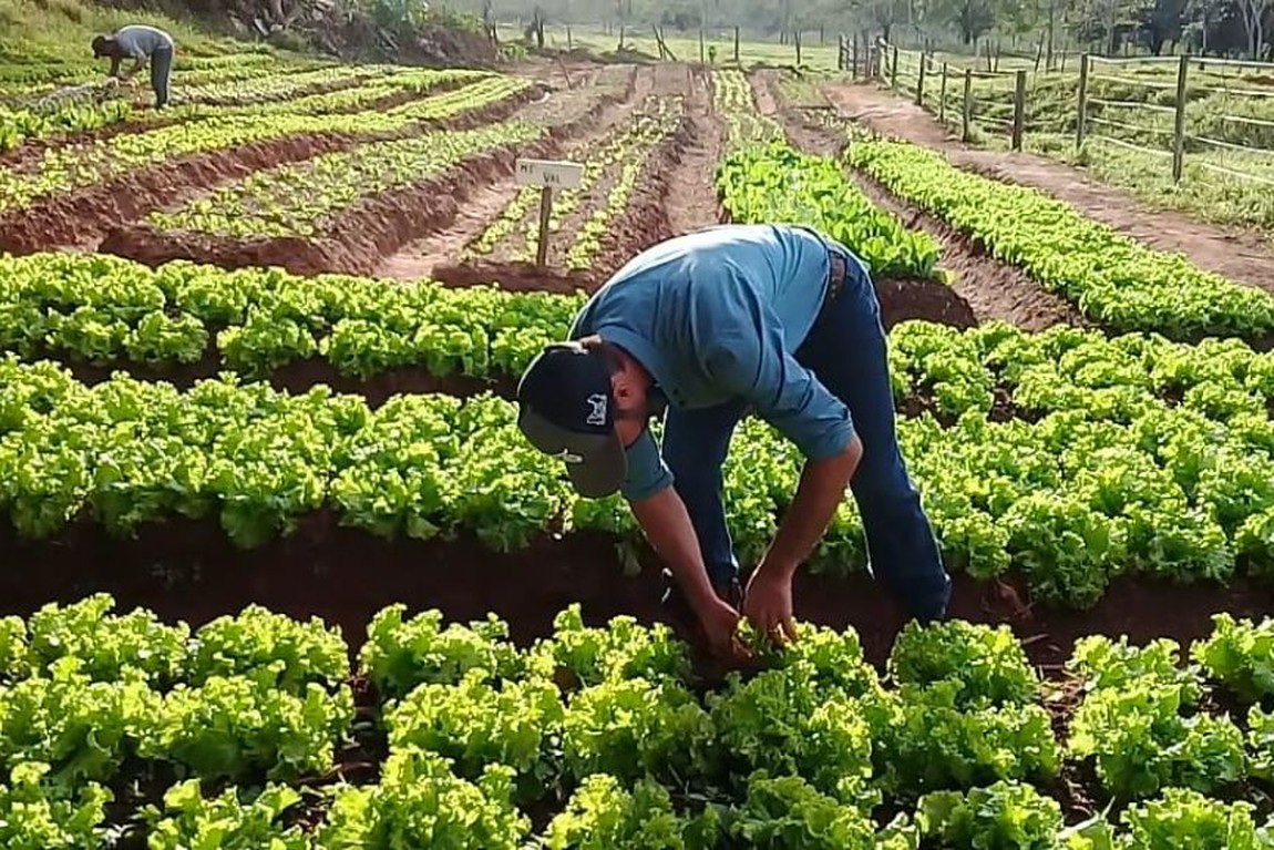 BNB aplica R$ 20 bi na agricultura familiar em 15 anos de atuação