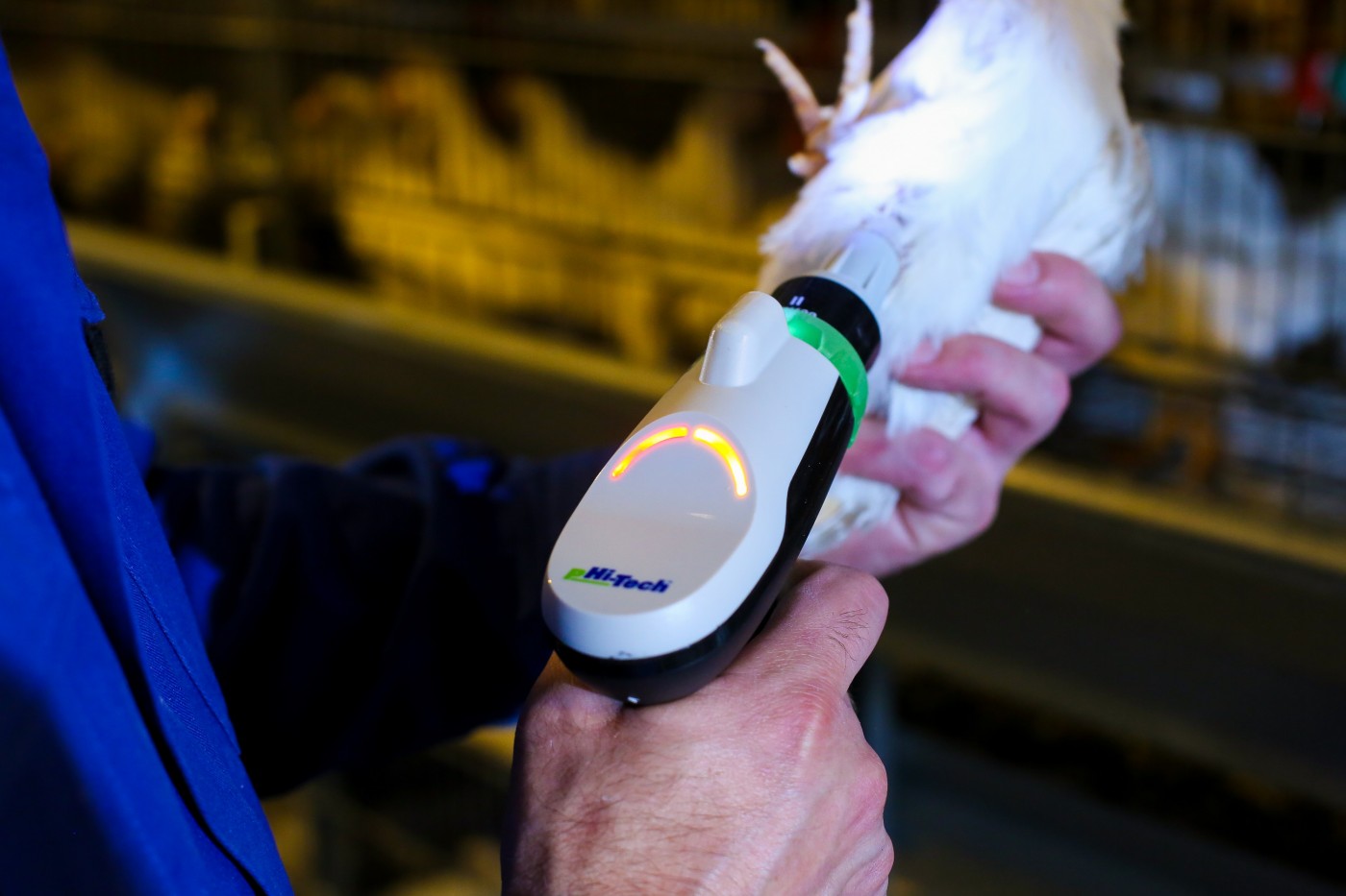 Avanço tecnológico traz precisão e aumenta eficácia da vacinação em aves