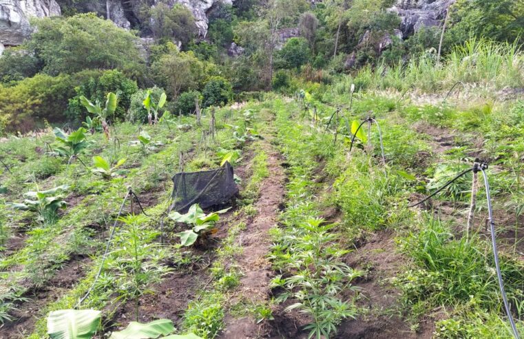PM encontra plantação de maconha na zona rural de Bocaiuva