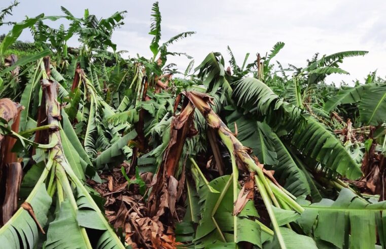 Chuvas com vento destroem 200 hectares de banana; prejuízo chega a R$ 15 mi