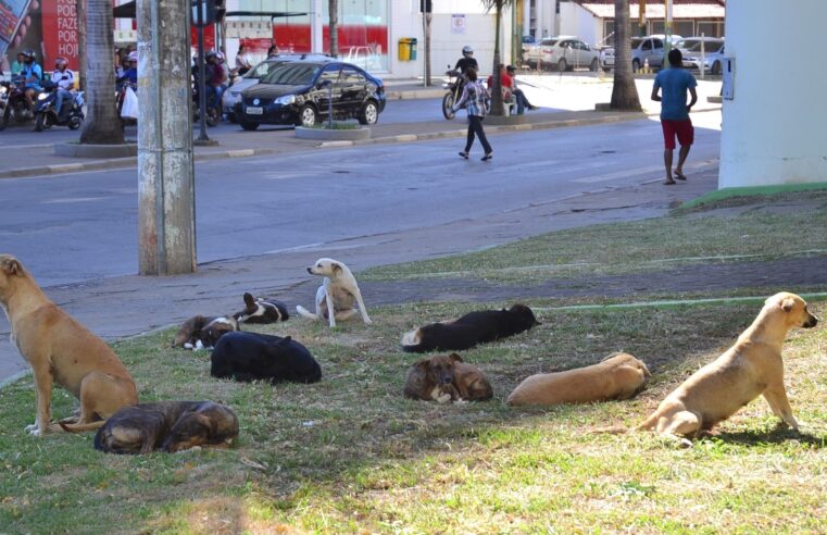 Prefeitura inicia hoje programa de castração de cães e gatos em Moc