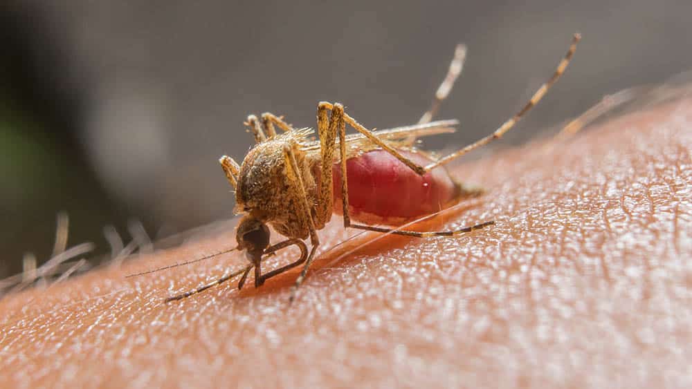 Luta contra a malária no mundo exige prevenção