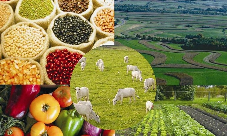 Epamig lança hoje nova edição do Informe Agropecuário