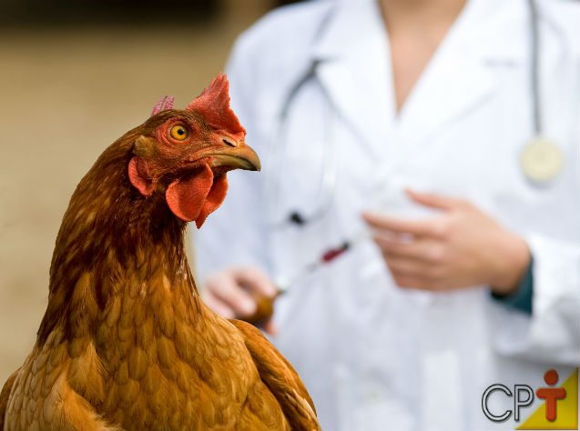 Avanço tecnológico traz precisão e aumenta eficácia da vacinação em aves