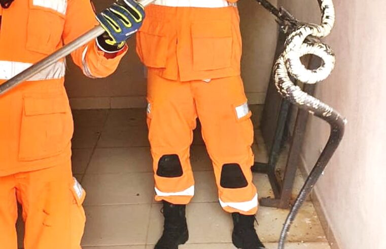 Cobra caninana é capturada pelo Corpo de Bombeiros