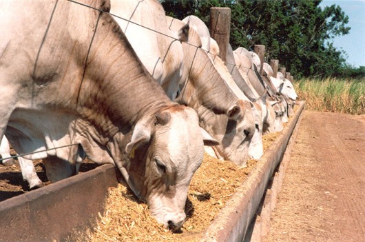Nutrição é chave para pecuária de corte sustentável no país