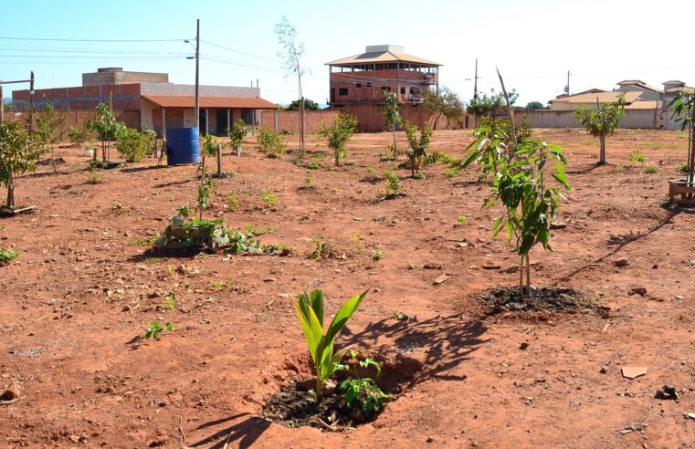 Terreno de lixão se transforma em pomar em Montes Claros