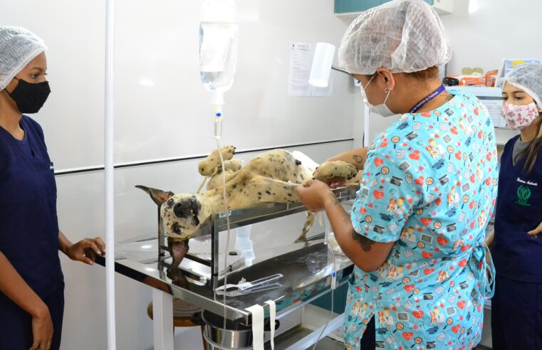 CCZ esteriliza e coloca chip em 140 cães de Montes Claros