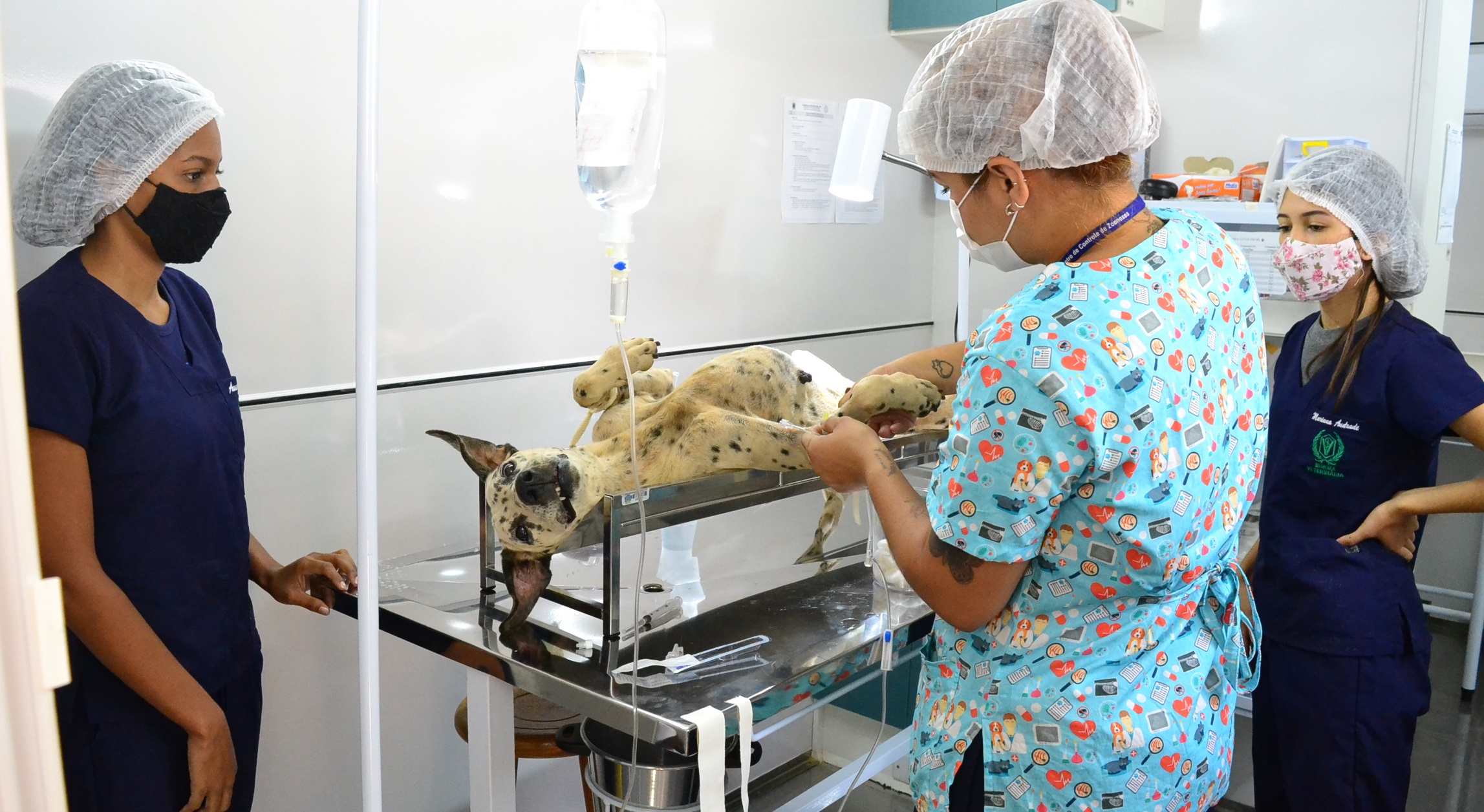 CCZ esteriliza e coloca chip em 140 cães de Montes Claros