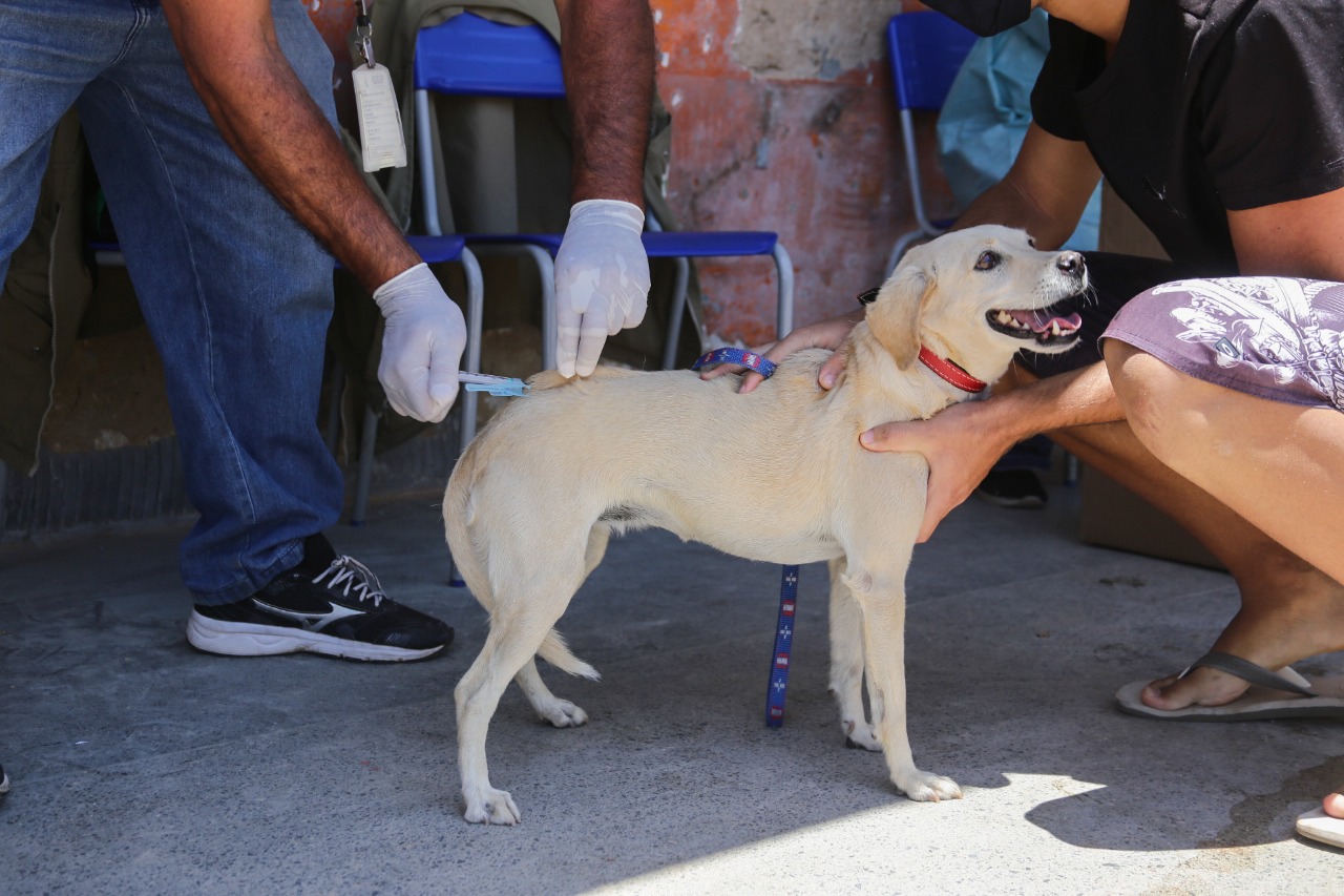 Campanha municipal de vacinação antirrábica de cães e gatos já tem data