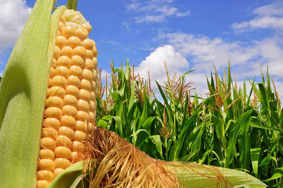 Alta do milho: quais alternativas para otimizar o uso na nutrição animal?