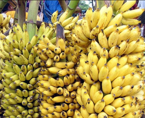 Mapa fiscaliza pragas que podem comprometer cultivo de banana