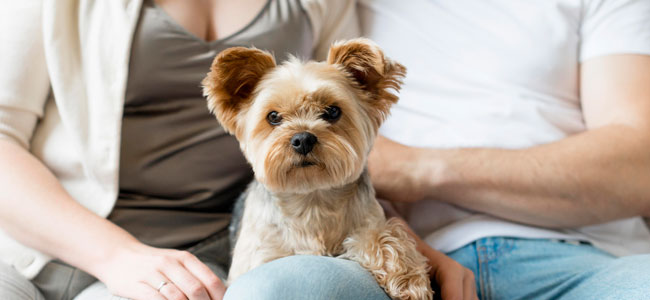Conheça os direitos dos pets em caso de separação do casal