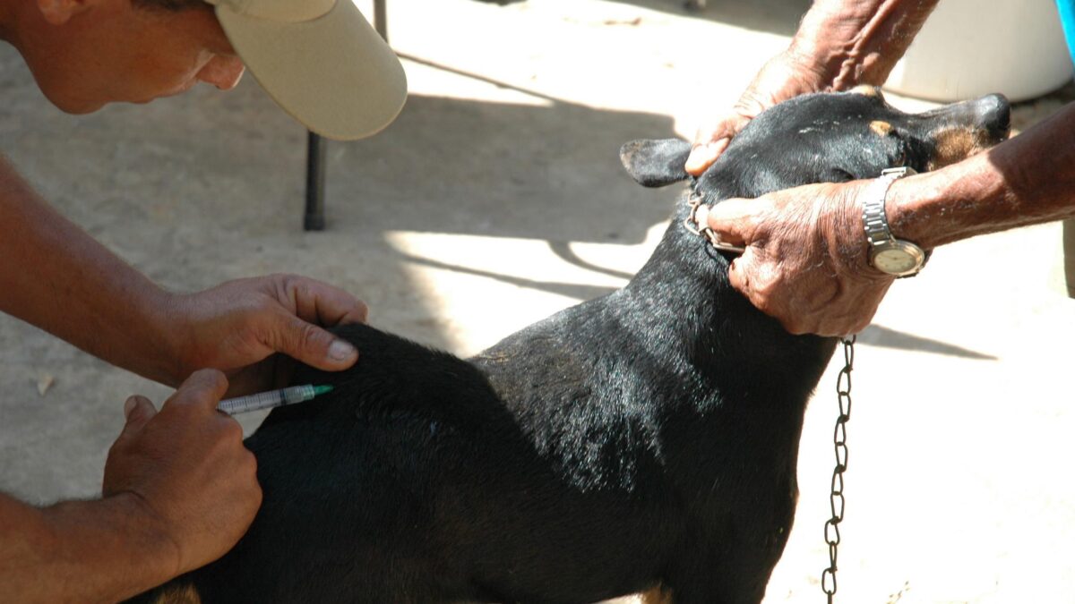 Montes Claros realiza a vacinação de cães e gatos neste sábado