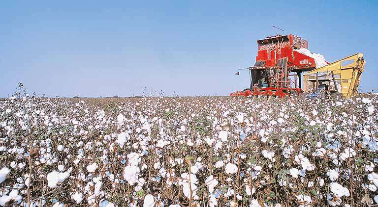 Unimontes integra programa para a retomada do plantio de algodão no NM