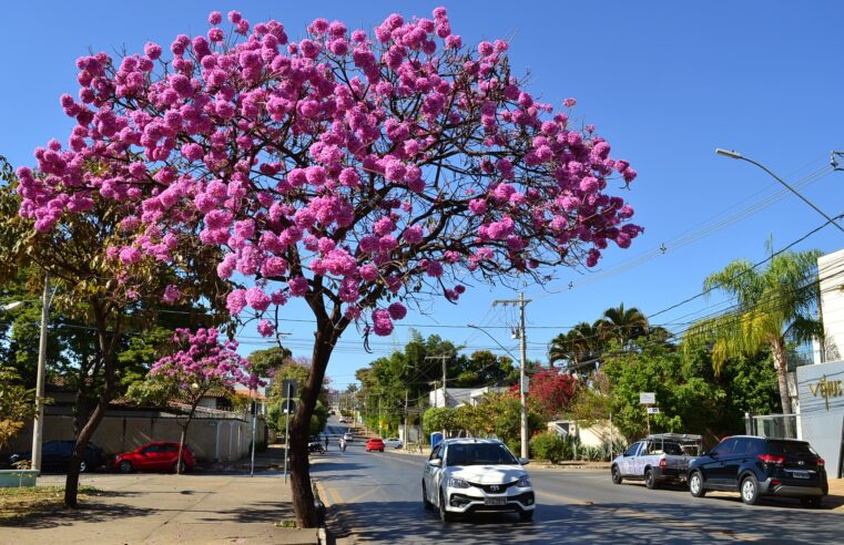 Ipês roxos prenunciam início da primavera em Montes Claros