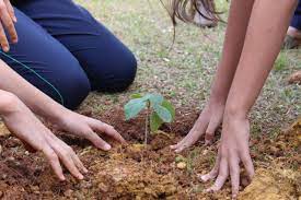 Talk Pegada Ambiental planta 3,3 mil mudas de árvores em Montes Claros