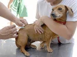 Montes Claros imuniza 3,1 mil cães e gatos contra raiva