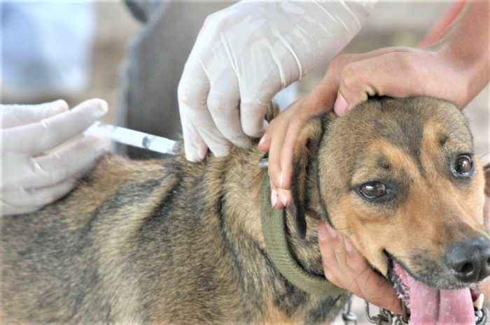 Campanha de vacinação de cães e gatos começa neste sábado