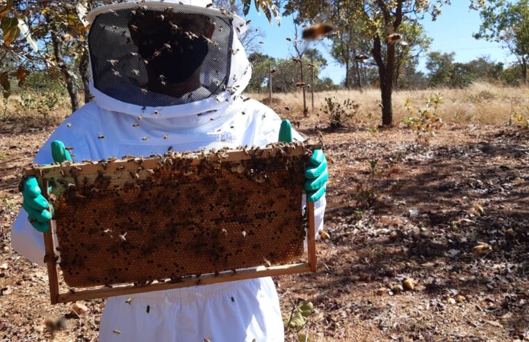 Dia de Campo vai reunir apicultores do Norte de Minas