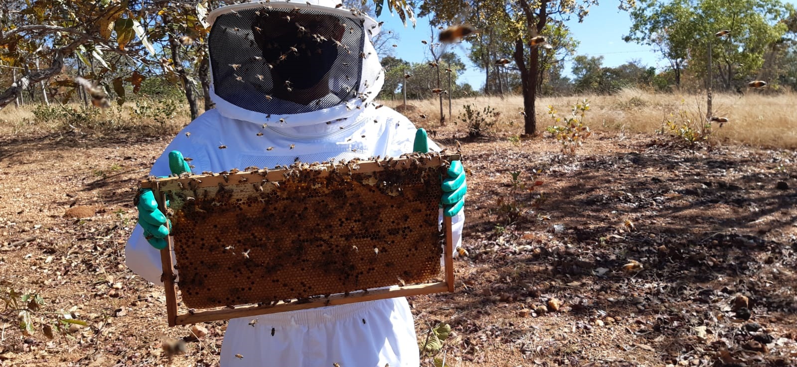 Dia de Campo vai reunir apicultores do Norte de Minas