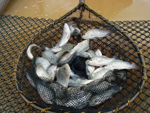 Piracema tem início em 1° de novembro e traz restrições de pesca