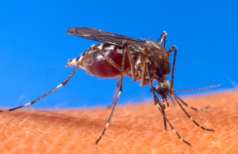 Montes Claros apresenta alto índice de infestação de dengue