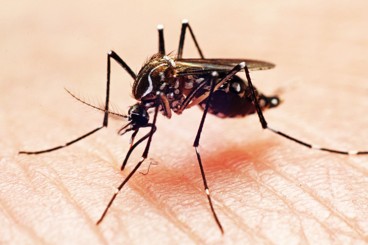 Norte de Minas faz hoje capacitação sobre dengue e febre amarela