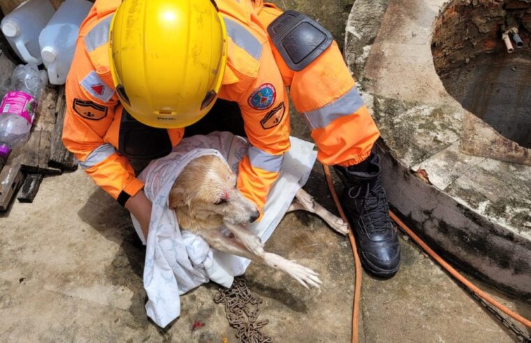 Cachorro é resgatado após cair dentro de cisterna