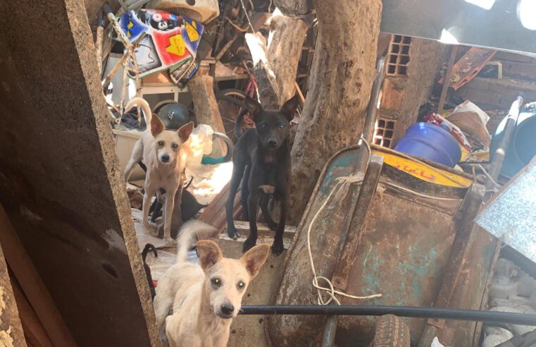 Bombeiros e polícia resgatam dois cachorros em situação de maus-tratos