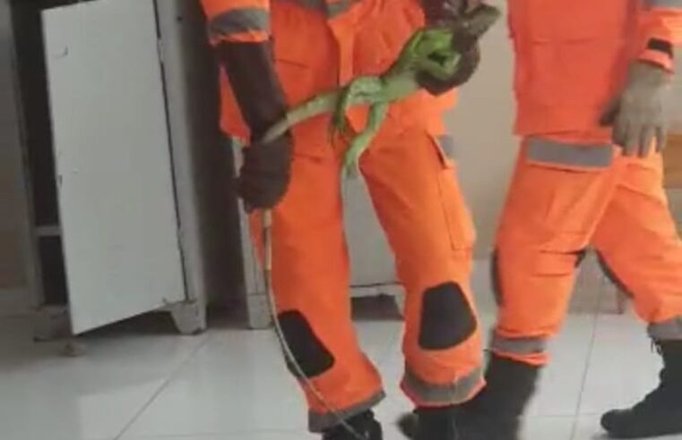 Corpo de Bombeiros captura iguana em vestiário de empresa, em Januária