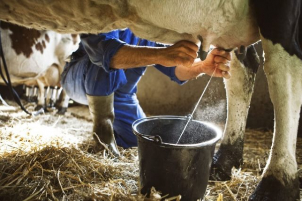 Produtores de leite cada vez mais capacitados no Norte de Minas