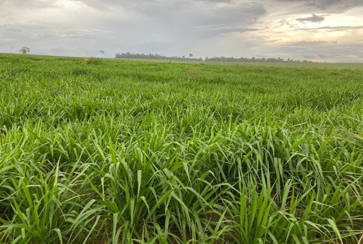 Sindicato promove Dia de Campo sobre Forrageiras