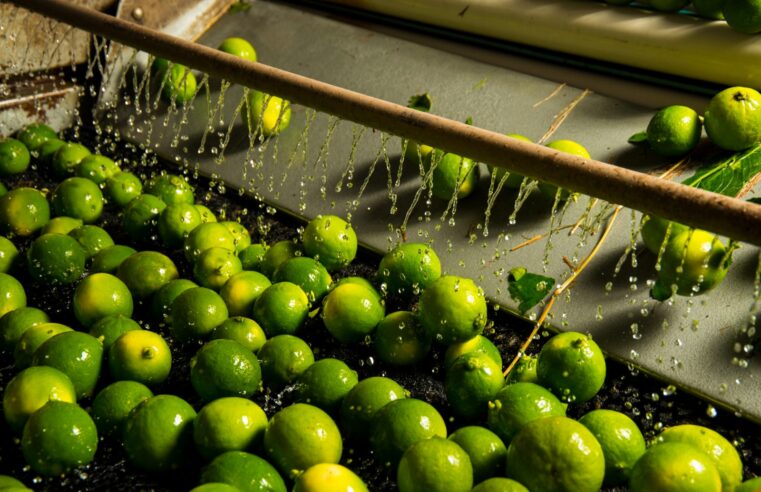 GIGANTE SILENCIOSO DO AGRO | Norte de Minas revela sua força em grande encontro internacional