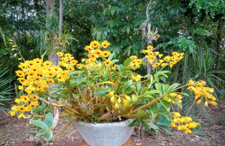 MOC recebe 24ª Exposição Anual de Orquídeas dias 24, 25 e 26 de abril