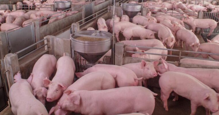 Produtores de suínos protestam e distribuem dez mil quilos de carne
