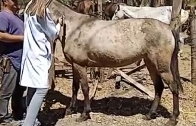 Animais recebem chips de identificação e monitoramento em Montes Claros