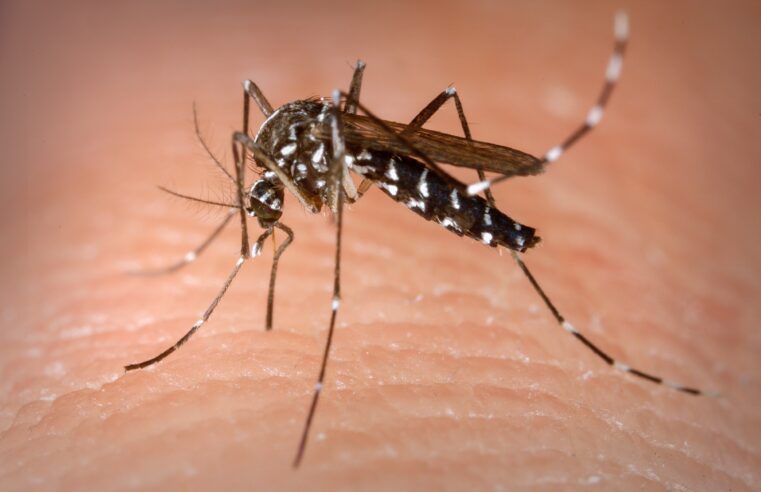 Boletins mostram queda de casos de dengue em Montes Claros
