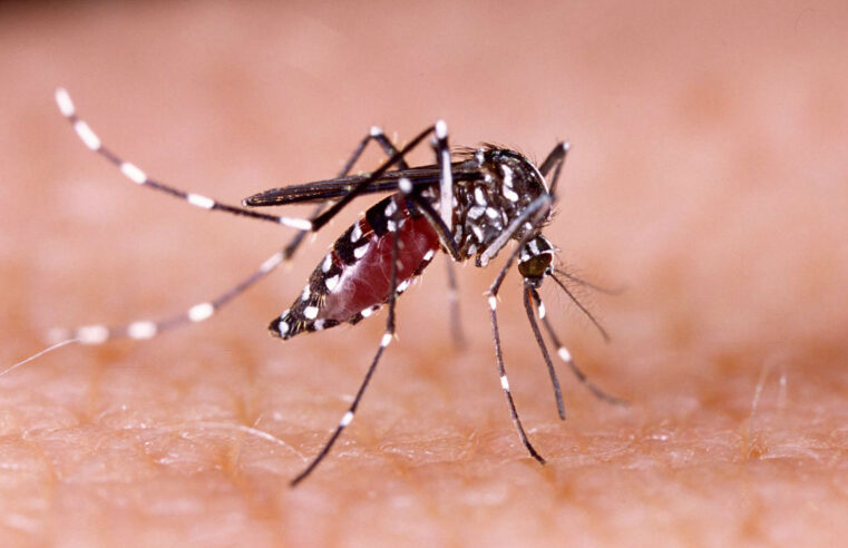 Montes Claros começa a regularizar doenças do Aedes aegypti