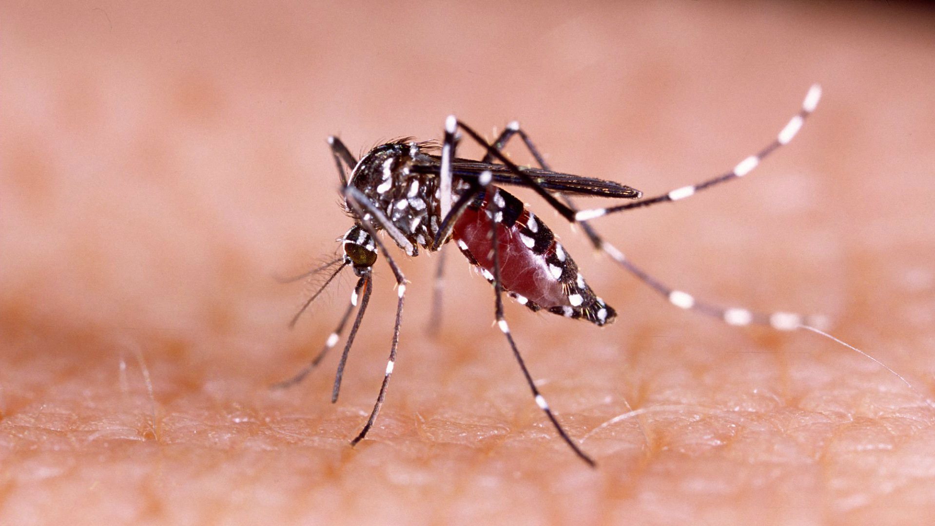 Montes Claros registra primeiro caso de zika vírus