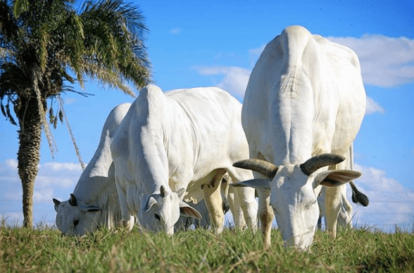 Sistema Faemg premiou  bovinocultura de corte