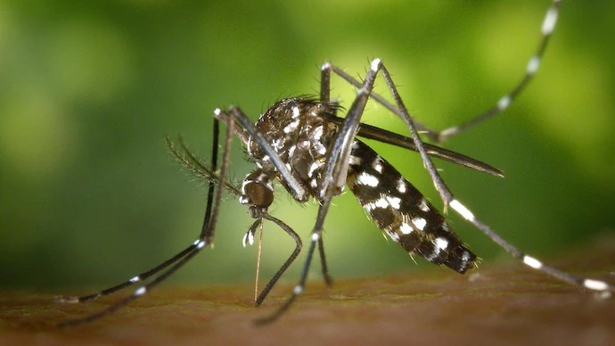 Boletim mostra Montes Claros com duas mortes por dengue