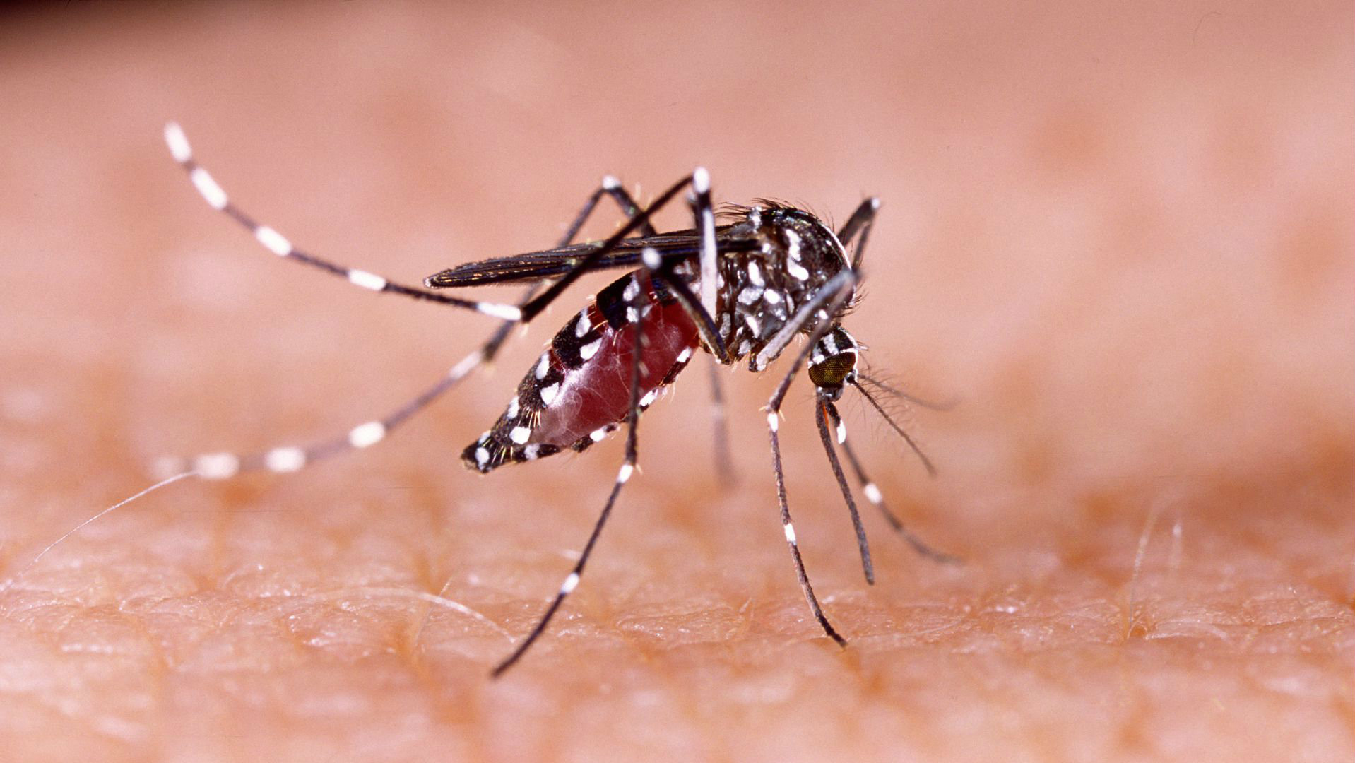 Montes Claros registra mais de 10 mil casos de febre chikungunya