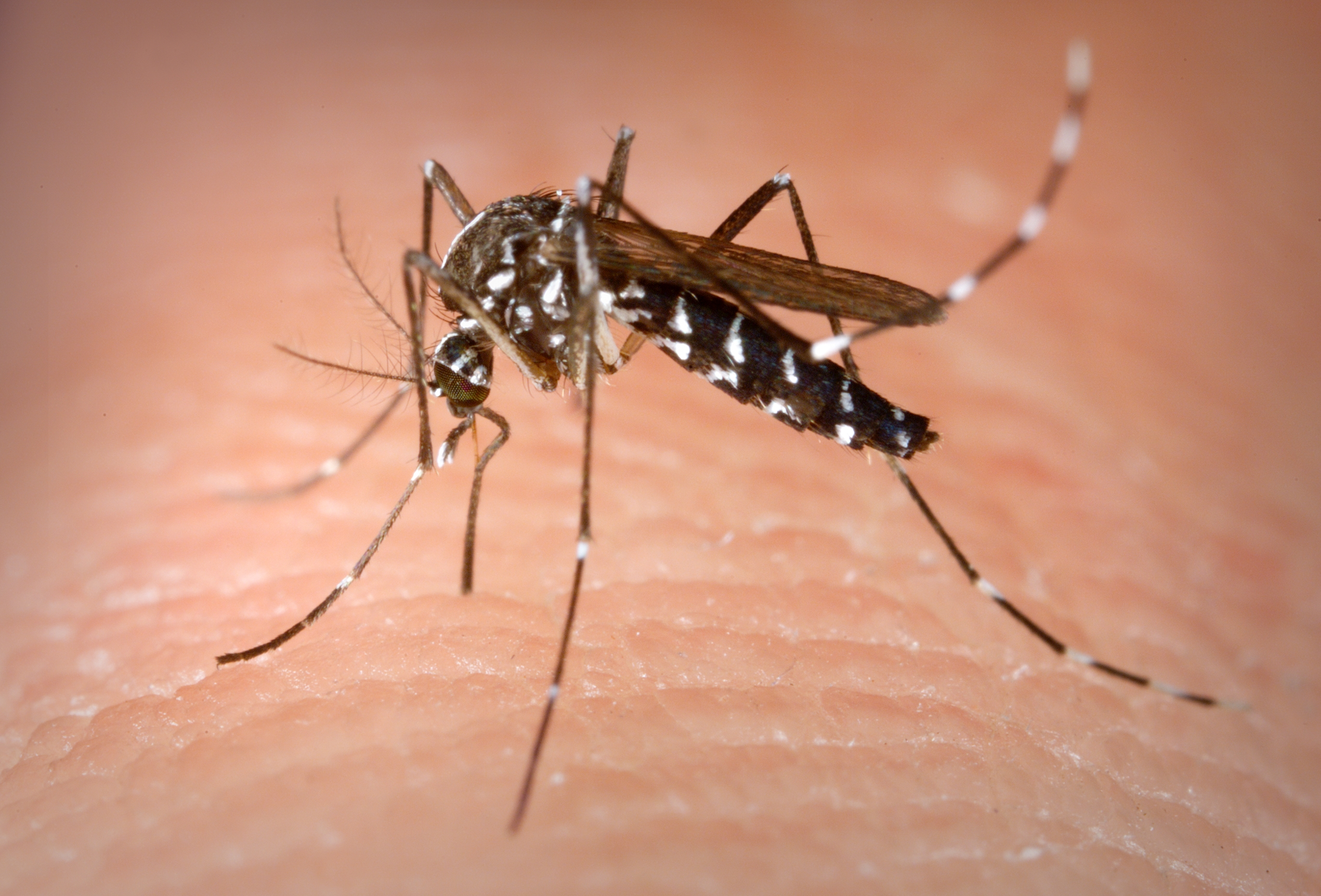 Montes Claros registra mais de 1,5 mil casos de febre chikungunya