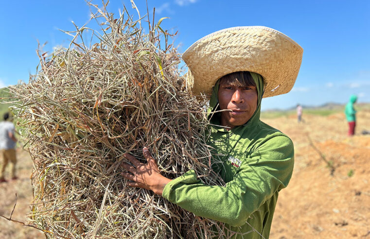 Hãmhi Terra Viva busca ‘curar a terra’ e mudar realidade de queimadas e desmatamento nas florestas das terras Maxakali, em MG