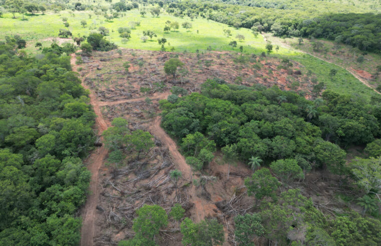 Desmatamento ilegal no Norte de Minas é alvo de fiscalização do Governo de Minas